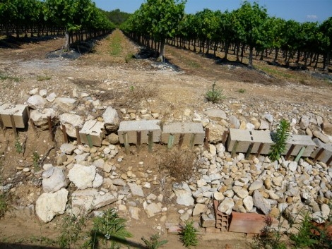 Sur le chemin de mes vignes, conséquence d’une viticulture tout chimique (Catherine Bernard)