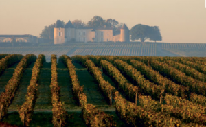 Yquem demi brouillard