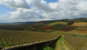 Vignes Bourgogne