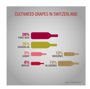 Infographie Cépages