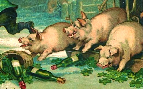 pigs