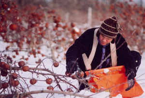 BON, BEAU, NOUVEAU, LE CIDRE DE GLACE DU QUÉBEC