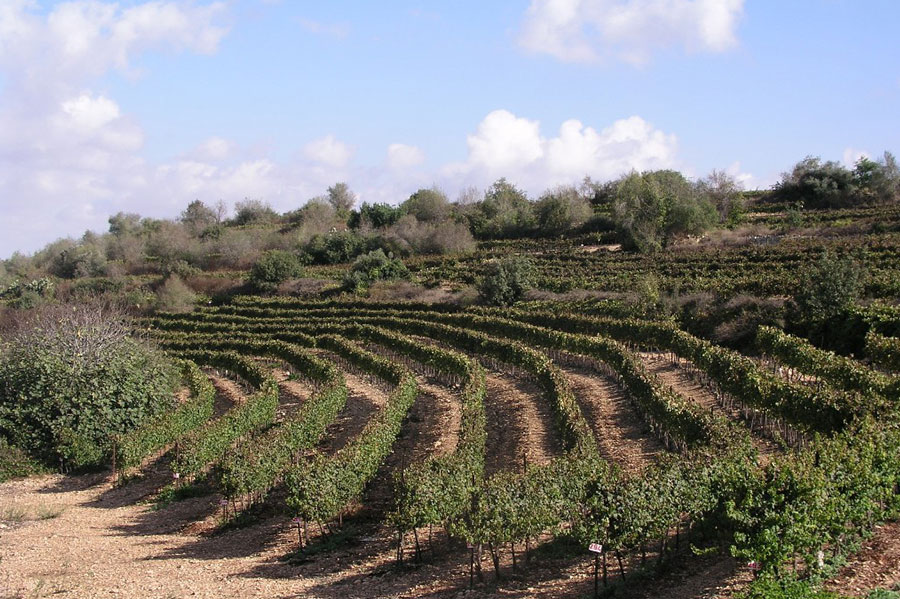 Shoresh Vineyard, producing grapes for Tzora vineyards