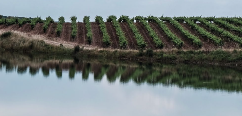 LES VIGNERONNES DE SETÚBAL (5)